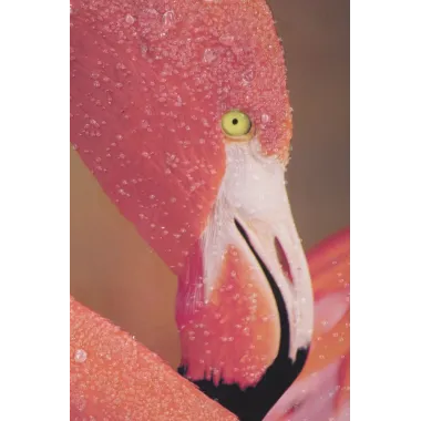 DRUK NA PŁÓTNIE Z APLIKACJAMI -A- FLAMINGO 80X3,8X120 cm